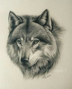 Best Drawing Of A Wolf 180 Best Wolf Drawings Images Drawing Techniques Drawing
