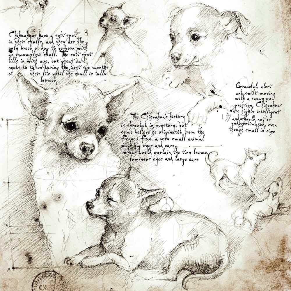 Big Drawing Dogs Chihuahua Study A Full Size Da Vinci Style Drawing Chihuahua