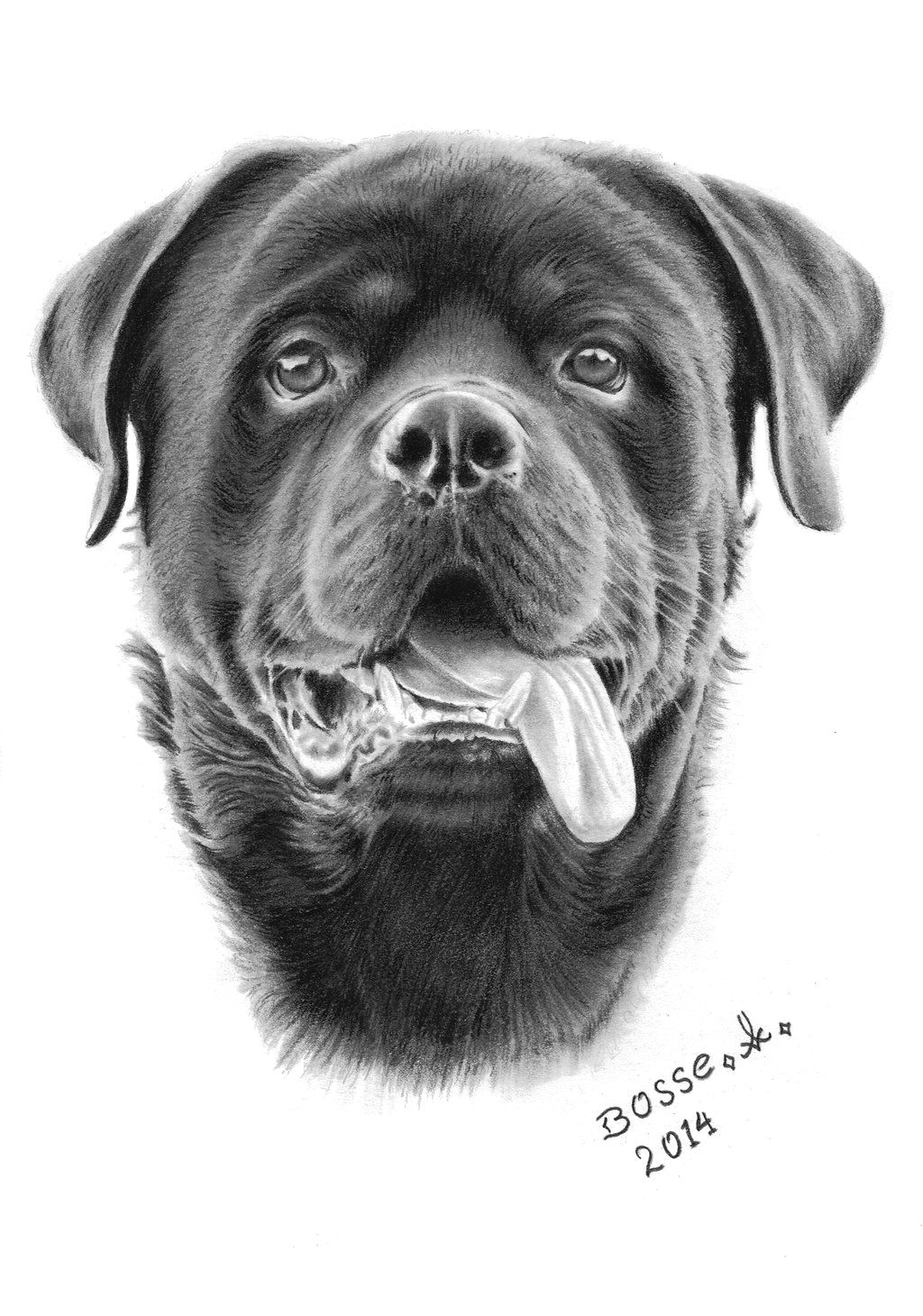 Big Drawing Dogs Pin by Dog Breeds On Aaa Dog Portraits Pinterest Rottweiler