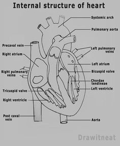 Biological Drawing Of A Heart Dissection 137 Best Biology Drawing Images Botanical Illustration Botanical