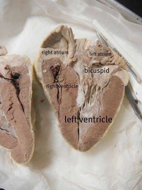 Biological Drawing Of A Heart Dissection Cow Heart Dissection Worksheet Step 5 Viewing the Chambers