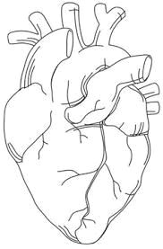 Black Line Drawing Of A Heart Image Result for Anatomically Correct Heart Illustration Diy
