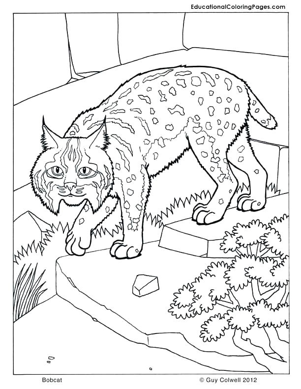 Bobcat Drawing Bobcat Coloring Pages Beautiful Camel Coloring Page Luxury Bobcat