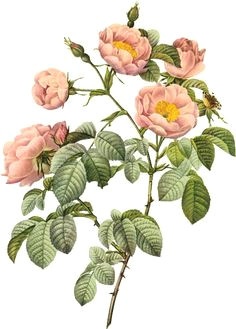 Botanical Drawing Of A Rose 188 Best Wild Roses Images Vintage Floral Vintage Flowers