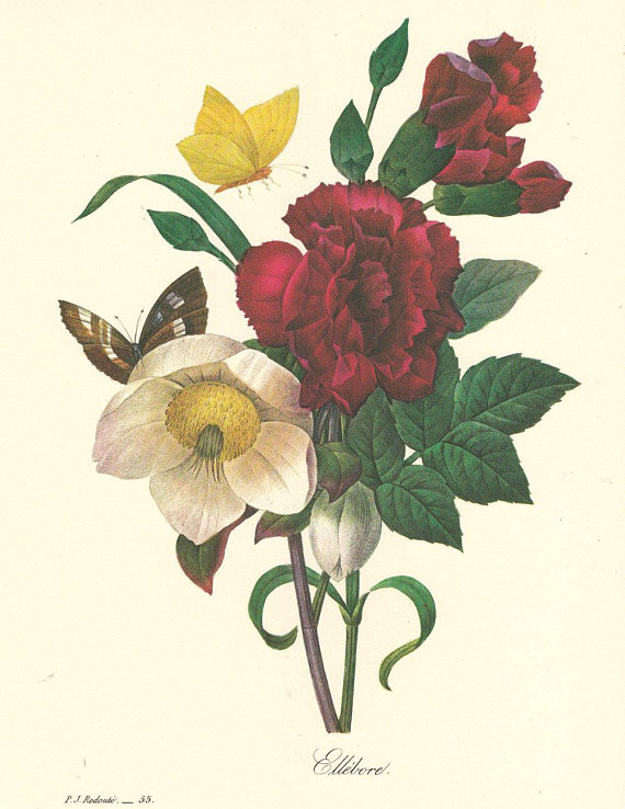 Botanical Drawing Of A Rose Botanical Art Print by Pierre Redoute Hellebores with A butterfly