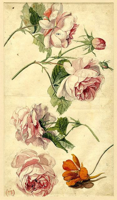 Botanical Drawing Of A Rose Okay Vintage Drawings are Doable Im so Happy Knowing This I Wonder