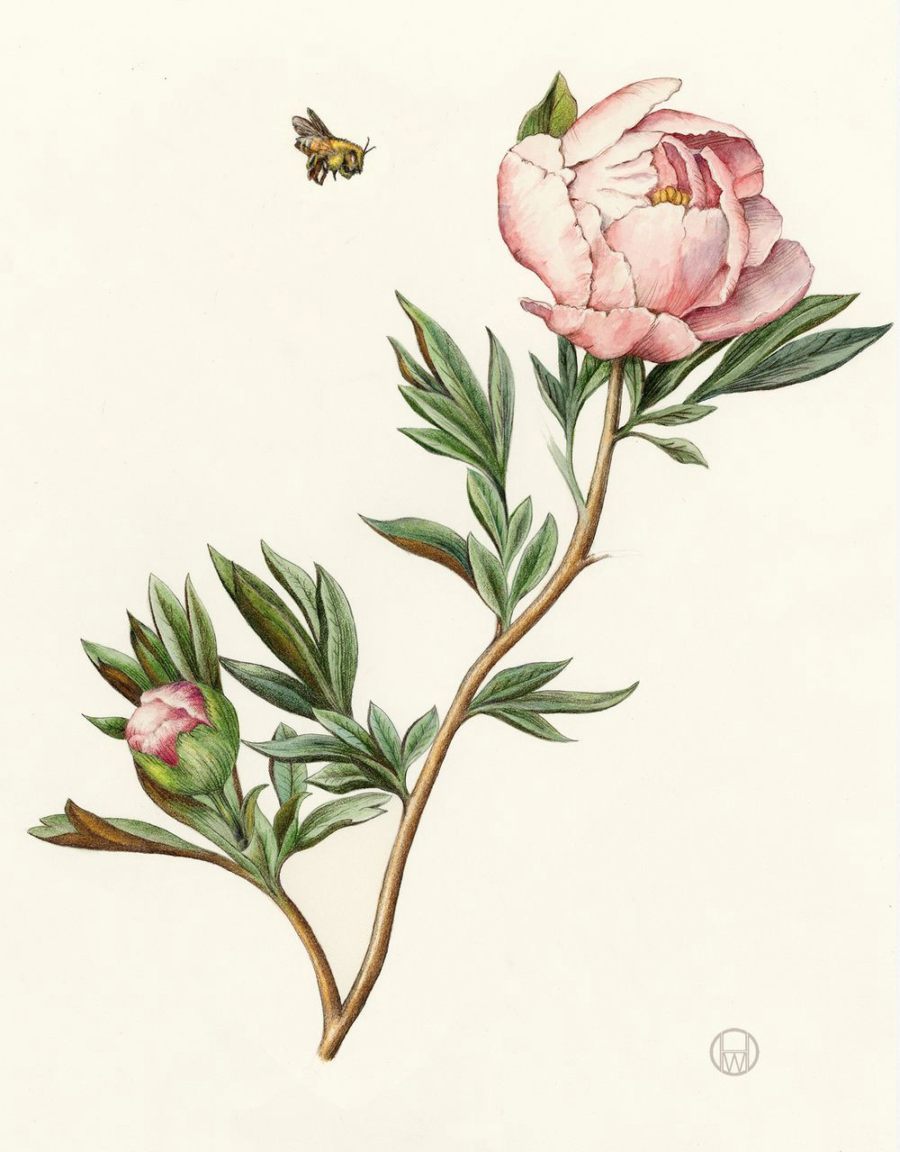 Botanical Drawing Of A Rose Peony From the Collection Of Botanical Illustrations Of Flowers by