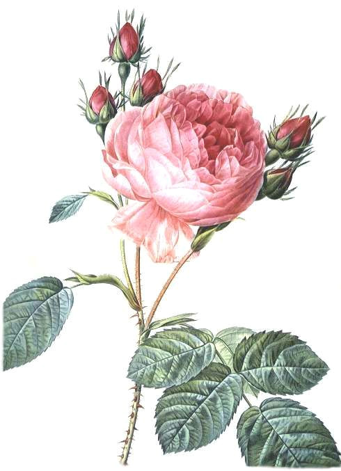 Botanical Drawing Of A Rose Pin by Deane Goldman On Roses Drawings Rose Rose Art