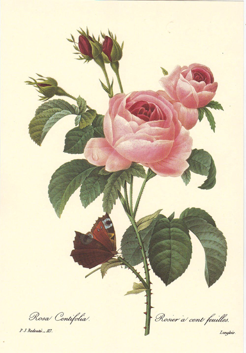 Botanical Drawing Of A Rose Pink Rose Botanical Art Print by Pierre Redoute Rosa Centifolia A