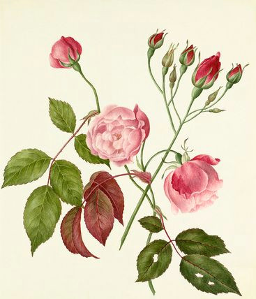 Botanical Drawing Of A Rose Rosa Chinensis Rose View by Flower Rhs Prints Caroline