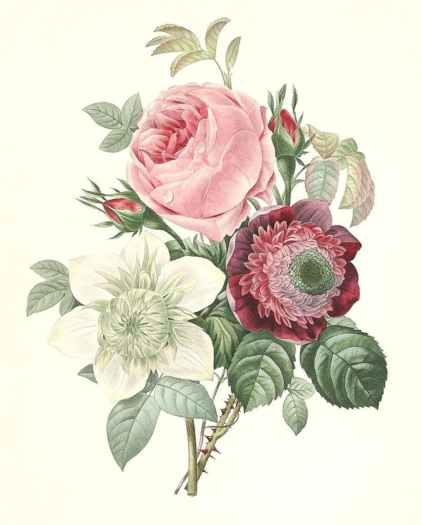 Botanical Drawing Of A Rose Rose Anemone Clematide Art Vintage Botanical Prints Botanical