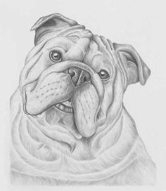 Bulldogs Drawing 88 Best Bulldogs Drawing Images In 2019 English Bulldogs Bulldog