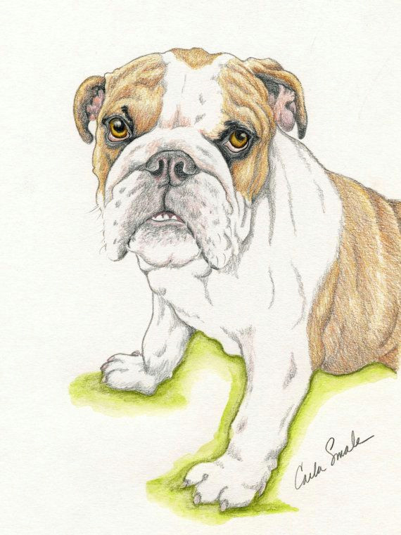 Bulldogs Drawing English Bulldog original Pencil Drawing 6 X 8 by Carlascreatures