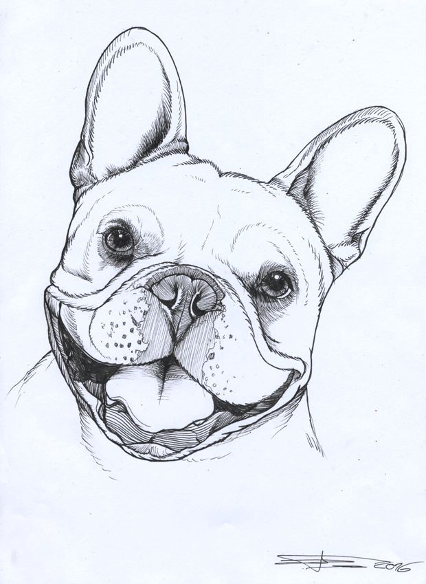 Bulldogs Drawing Frenchie French Bulldog Pet Portrait Dog Portrait Teunen