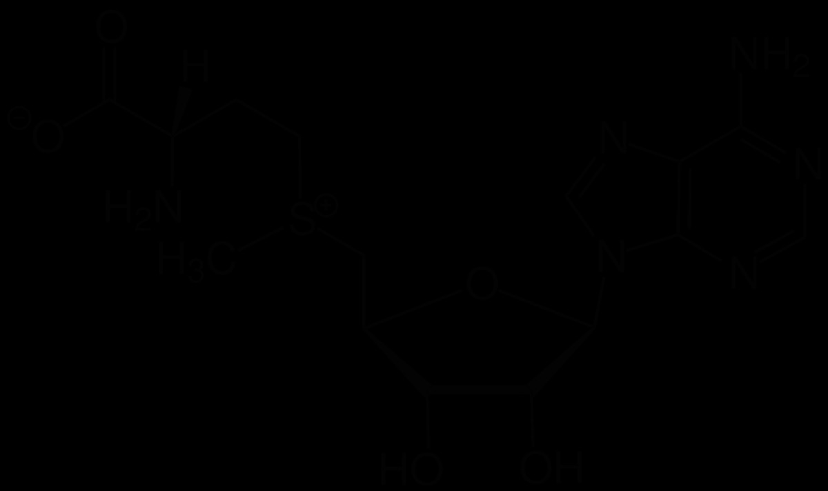 C Drawing Code S Adenosylmethionin Wikipedia