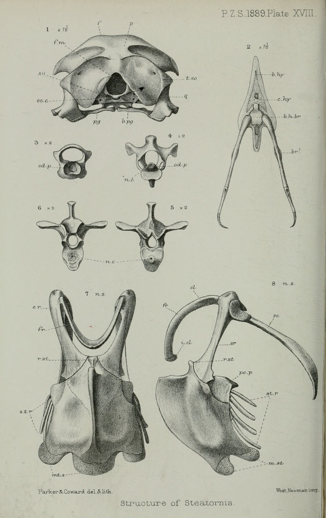 C Drawing Png File Pzsl1889plate18 Png Wikimedia Commons