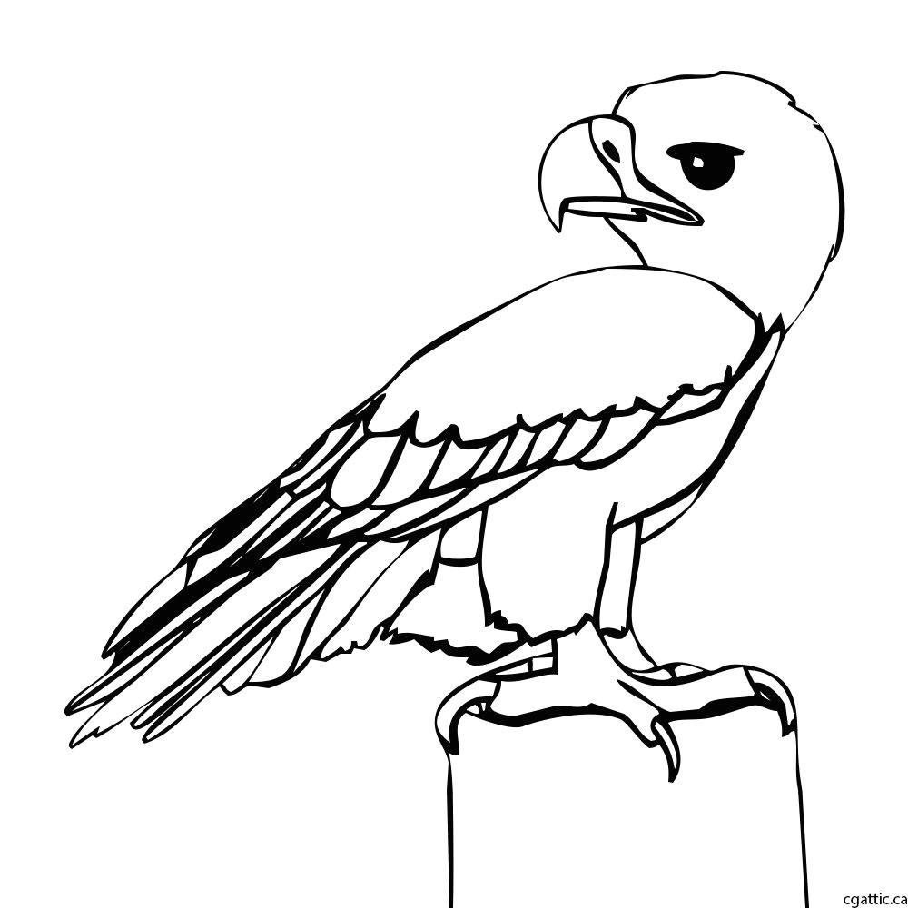 Cartoon Drawing Eagle Eagle Cartoon Drawing In 4 Steps with Photoshop D D N N N soft Cute