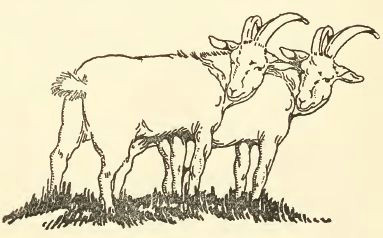 Cartoon Drawing Goat Public Domain Goat Drawing with 2 Goats Mini Paintings