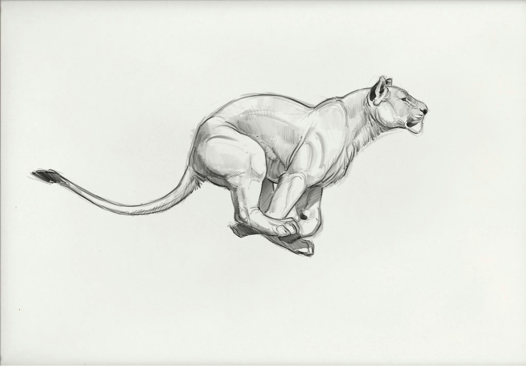 Cartoon Drawing Jaguar Aaron Blaise Art Animation Draw Art Animal Drawings