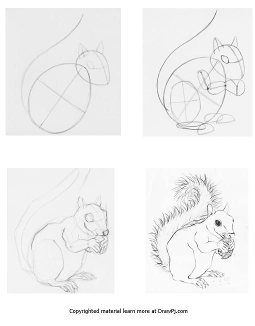 Cartoon Drawing Materials How to Draw A Squirrel Using Construction Drawing Step by Step