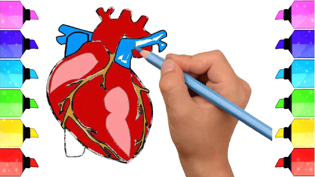Cartoon Drawing Of A Human Heart How to Draw Human Heart Anatomy Color Drawing for Kids How to Draw