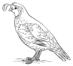 Cartoon Drawing Of A Quail 19 Best Bobwhite and Quails Sketches Images Quails Quail Tattoo