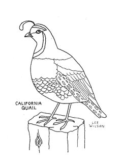 Cartoon Drawing Of A Quail 79 Best California Quail Images Quails Bird Art Quail