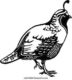 Cartoon Drawing Of A Quail 79 Best California Quail Images Quails Bird Art Quail