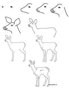 Cartoon Drawing Reindeer 277 Best Fawn Sketches Images Animal Drawings Deer Art Deer Drawing