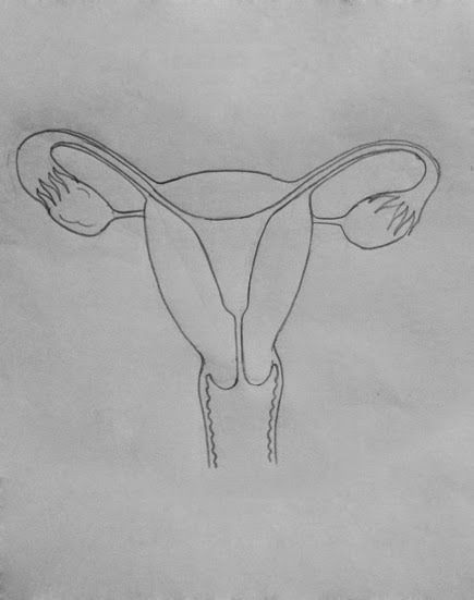 Cartoon Ki Drawing Draw It Neat How to Draw Female Reproductive System