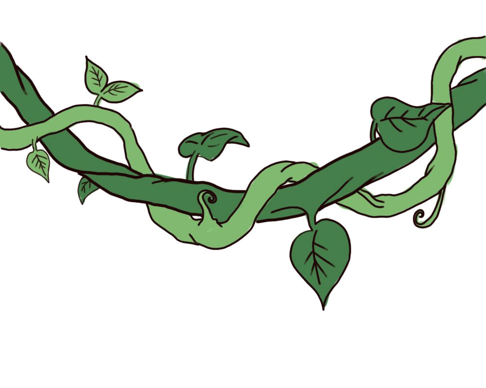 Cartoon Vines Drawing Draw A Jungle Vine Leaves and Vines Drawings Vine Drawing Vines