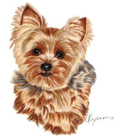 Cartoon Yorkie Drawing 161 Best Cartoon Yorkies Images Dog Paintings Drawings Of Dogs