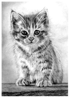 Charcoal Drawing Of A Cat 138 Best 16 Cats Art Pencil Charcoal Drawings Images Pencil