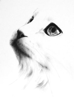 Charcoal Drawing Of A Cat 2291 Best Cat Drawings Images Cat Art Drawings Cat Illustrations