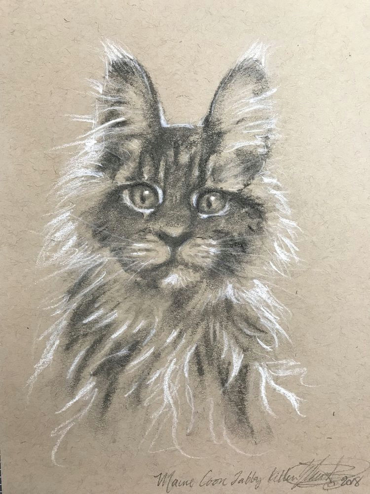 Charcoal Drawing Of A Cat original Charcoal Drawing Kitten Maine Coon Cat Pastel Fine Art