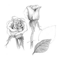 Charcoal Drawing Of A Rose 38 Best Rose Images Pencil Drawings Drawing Flowers Paintings