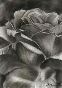 Charcoal Drawing Of A Rose 61 Best Art Pencil Drawings Of Flowers Images Pencil Drawings