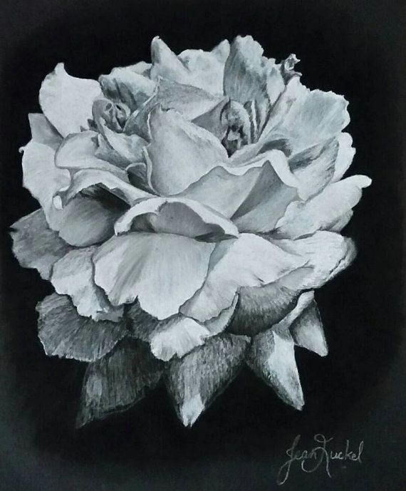 Charcoal Drawing Of A Rose Drawing Of A Peony In White Charcoal On Black Paper Prints