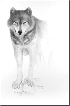 Charcoal Drawing Of A Wolf 109 Best Wolf Images Wolf Drawings Art Drawings Draw Animals