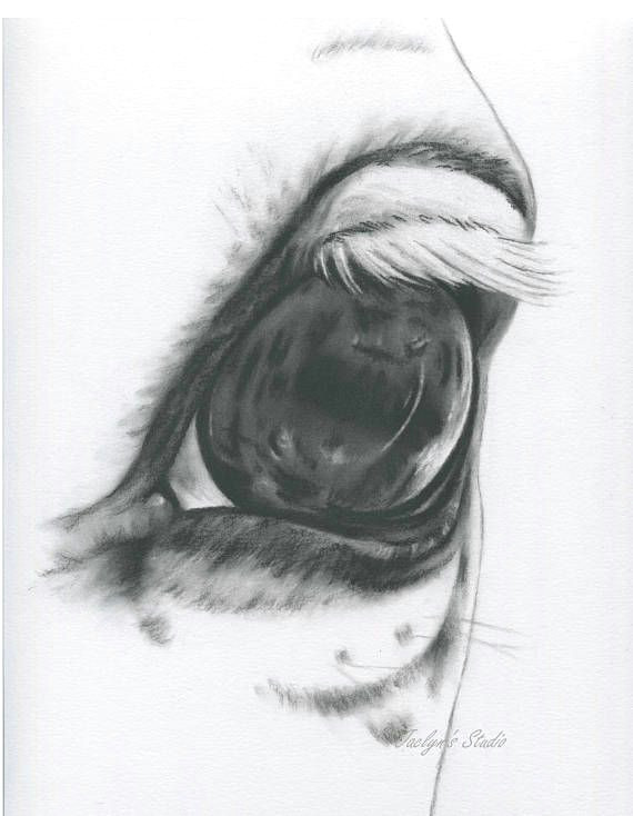 Charcoal Drawing Of An Eye White Horse Eye Horse Drawing Charcoal Eye Horse Art Farm Art