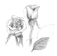 Charcoal Drawings Of Roses 38 Best Rose Images Pencil Drawings Drawing Flowers Paintings