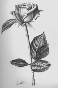 Charcoal Drawings Of Roses 61 Best Art Pencil Drawings Of Flowers Images Pencil Drawings