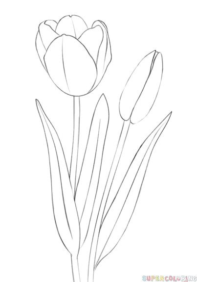 Childs Drawing Of A Rose How to Draw A Tulip Step by Step Drawing Tutorials Draw Flowers