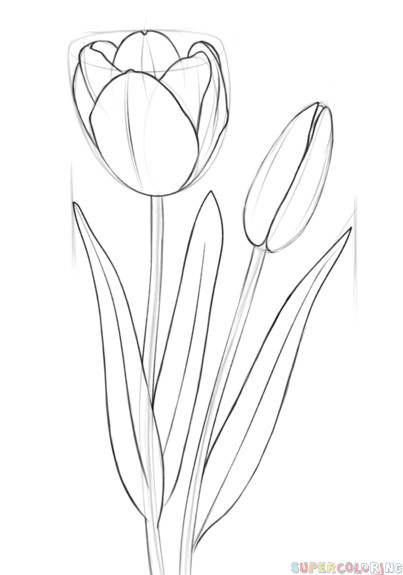 Childs Drawing Of A Rose How to Draw A Tulip Step by Step Drawing Tutorials for Kids and