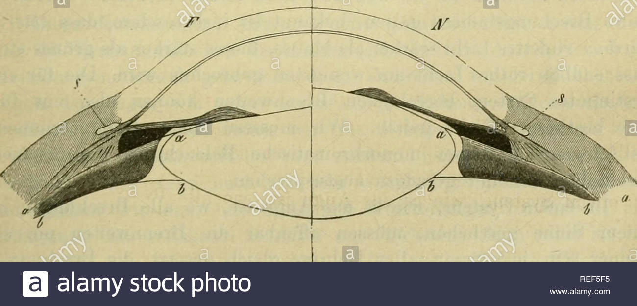 Choro Q Drawing Booksubjecthumananatomy Stockfotos Booksubjecthumananatomy Bilder