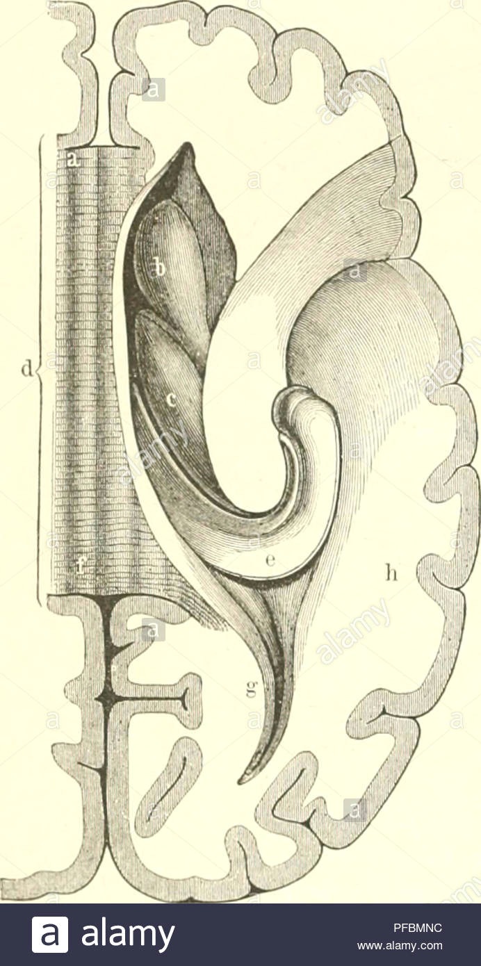 Choro Q Drawing Bucheruntersuchtmenschananatomie Stockfotos