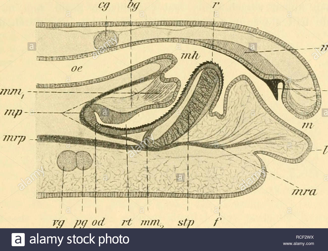 Choro Q Drawing Speiserohre Immagini Speiserohre Fotos Stock Alamy