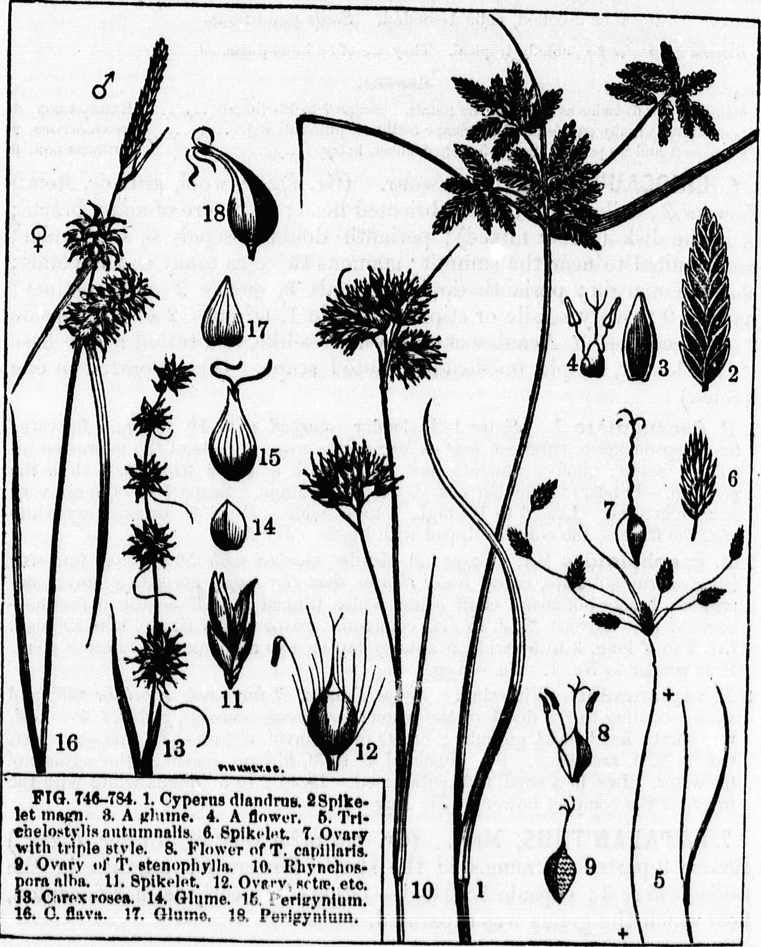 Class 7 Drawing Book File Class Book Of Botany Microform Being Outlines Of the