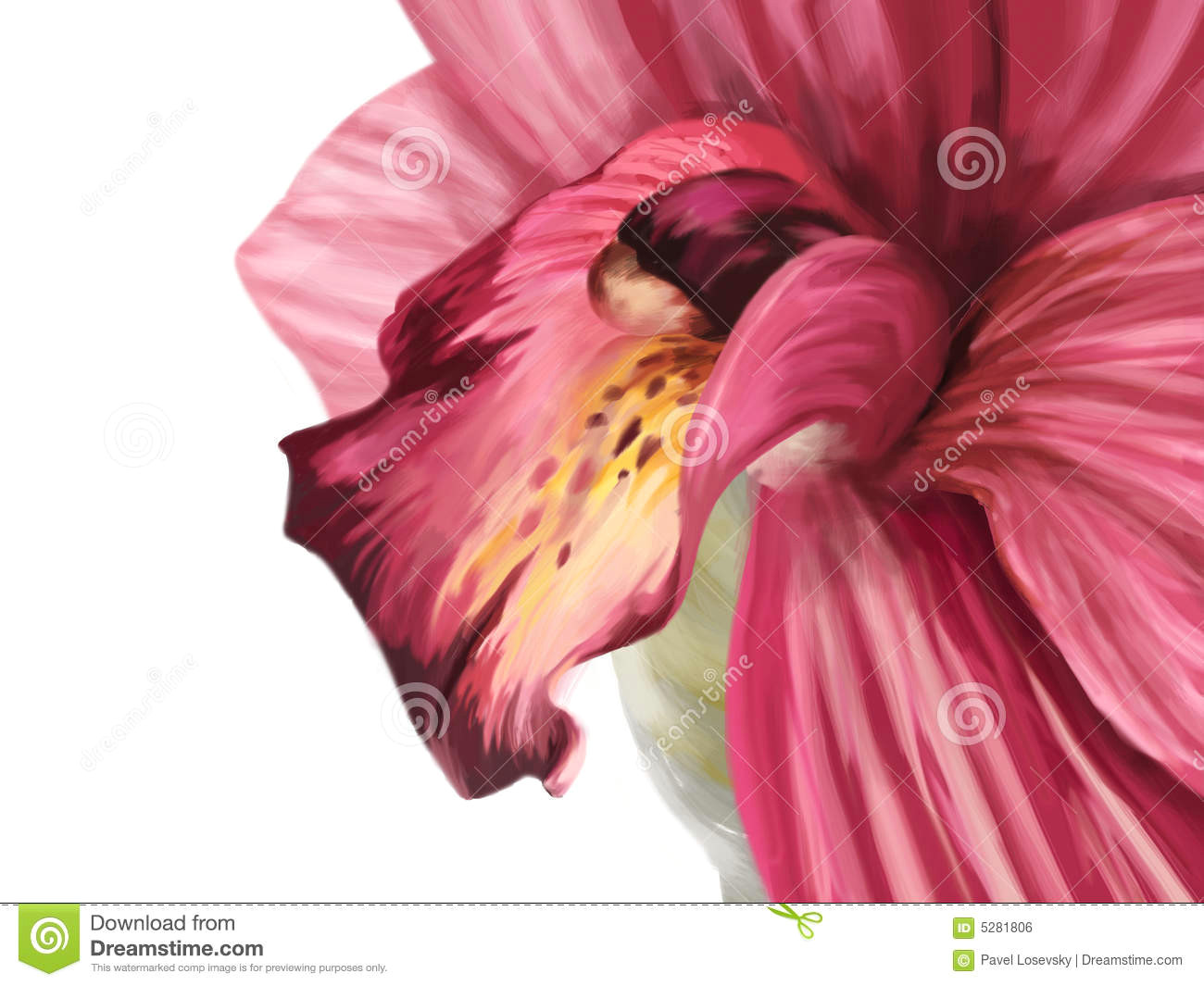 Close Up Drawings Of Flowers orchid Drawing Stock Illustration Illustration Of Delicate 5281806