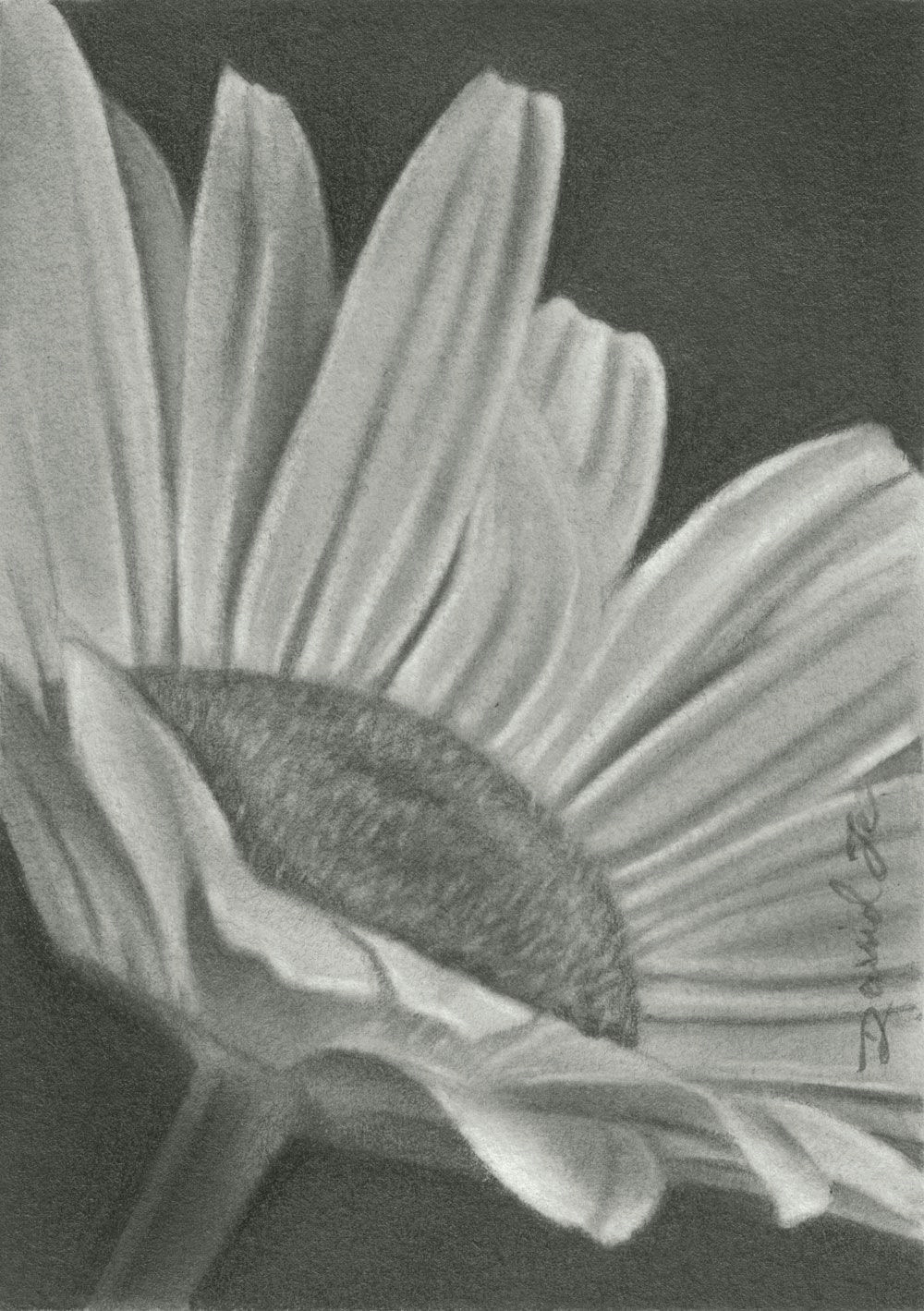 Close Up Drawings Of Flowers Pencil Drawings Of Flowers Flowers Pencil Sketches Draw It